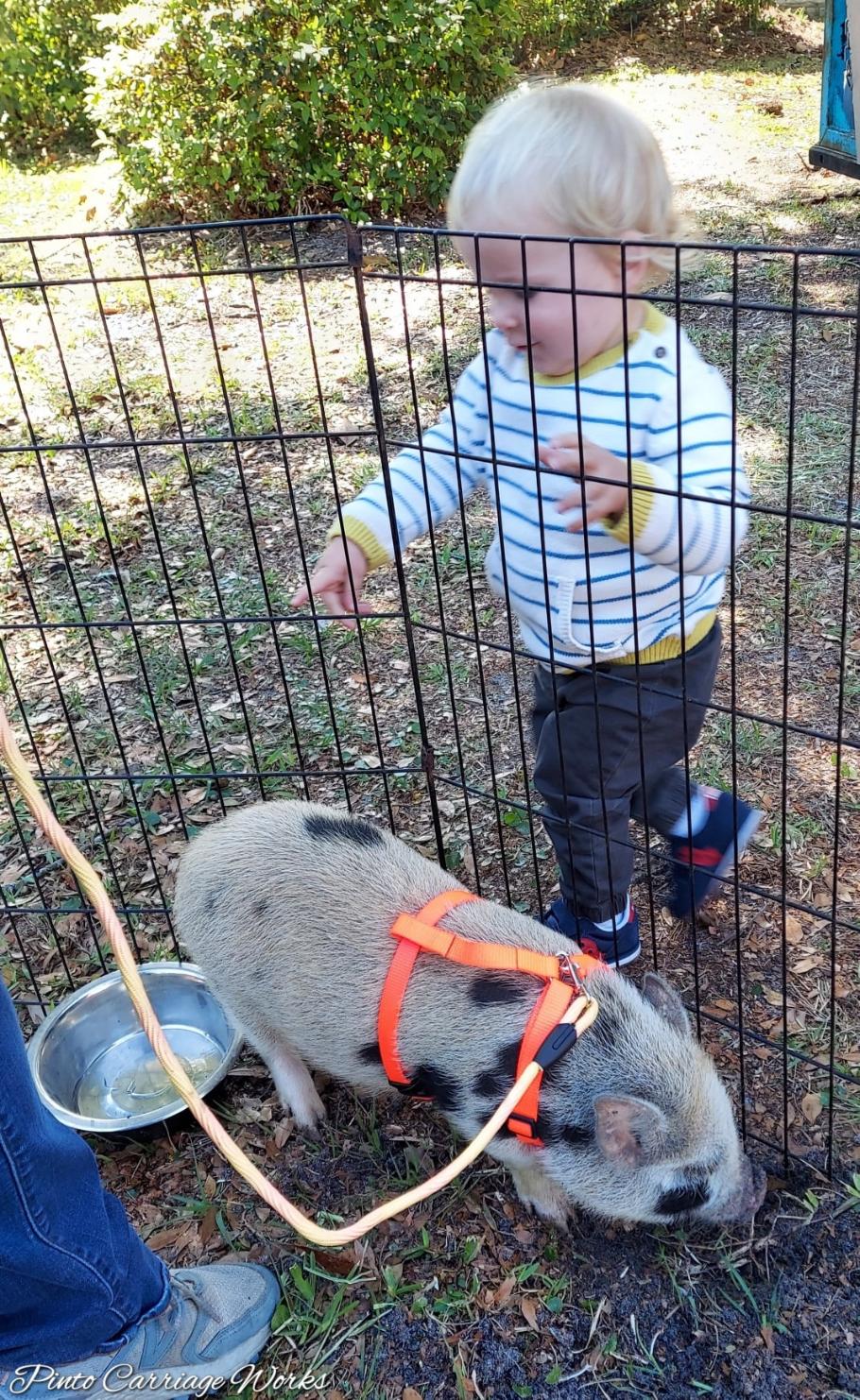 Cute little kid saying hello to our pig at a petting zoo in Callahan, FL.