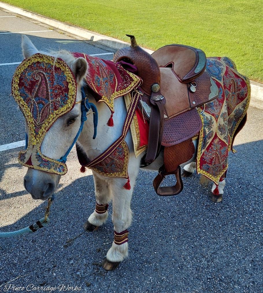 Baraat pony for kids in Jacksonville, FL.