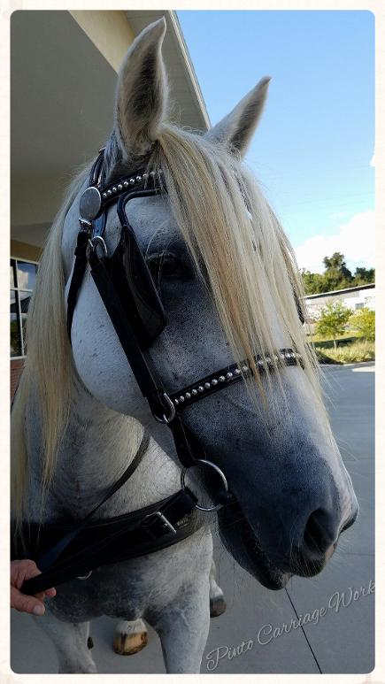Joy, our grey Percheron mare, at her very first country carriage wedding in Lake City, FL.