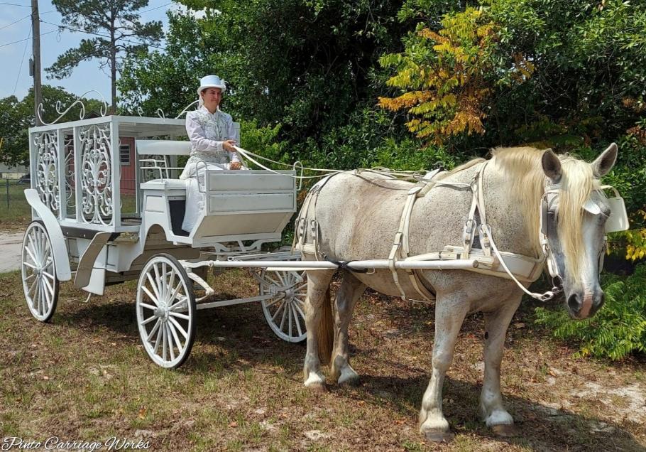 Beautiful horse-drawn enclosed hearse available in Jacksonville, FL.
