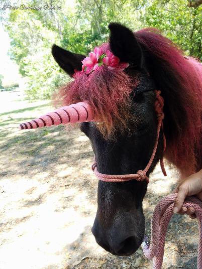 Our beautiful black pony Magic as a unicorn
