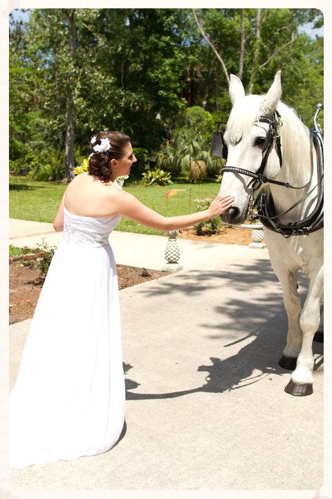 White carriage horse for weddings in Florida