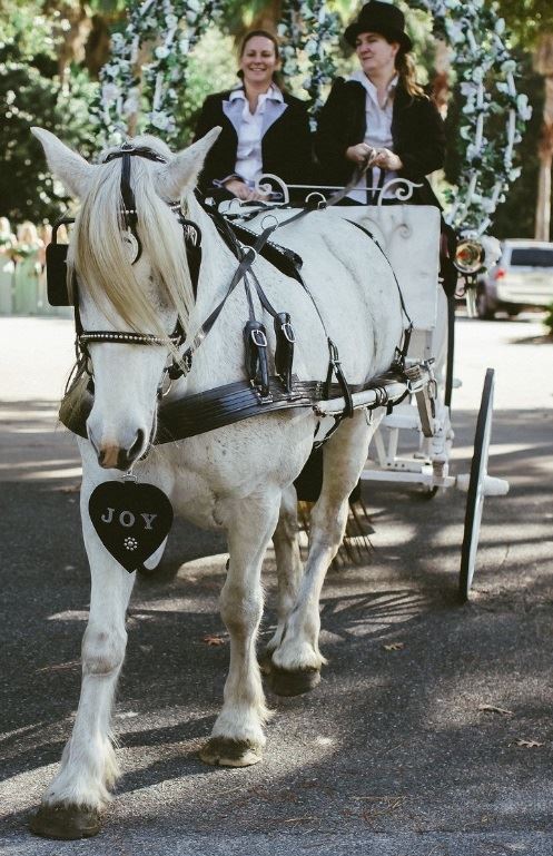Cinderella carriage available in Gainesville, FL for weddings and parties.