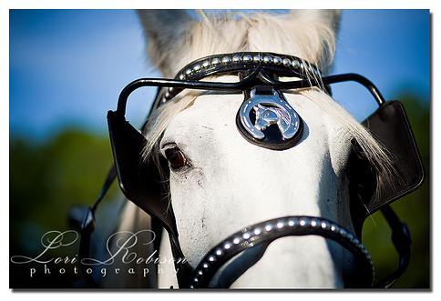 Beautiful white Percheron, Ben, offering a souful look into his eyes.