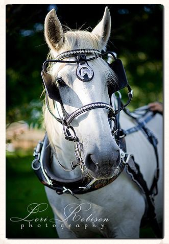 Big Ben, white percheron looking elegant and serene ready for a carriage ride.